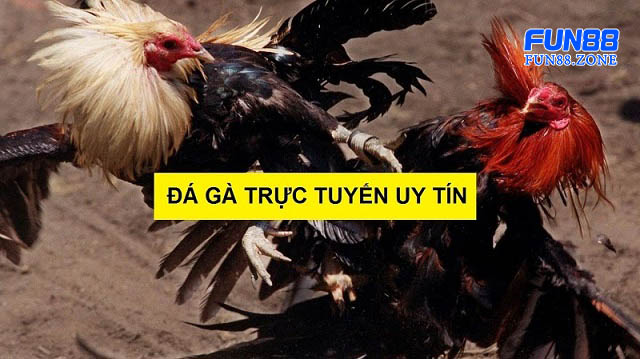 Đá gà trực tuyến mới lạ